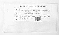Coleosporium asterum image
